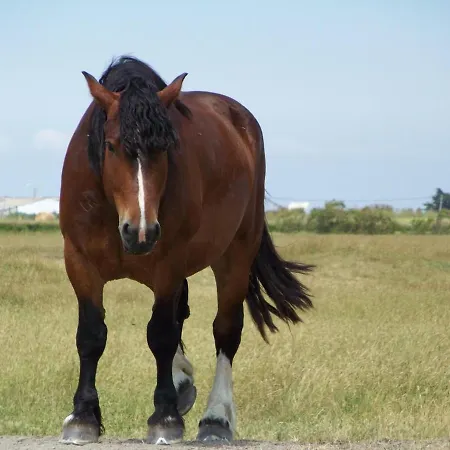 Traditionnel Rénové Avec Jardin Clos Et Wi-fi, 3 Chambres, Proche De La Garnache, Vendée. - Fr-1-426-195 Hébergement de vacances *